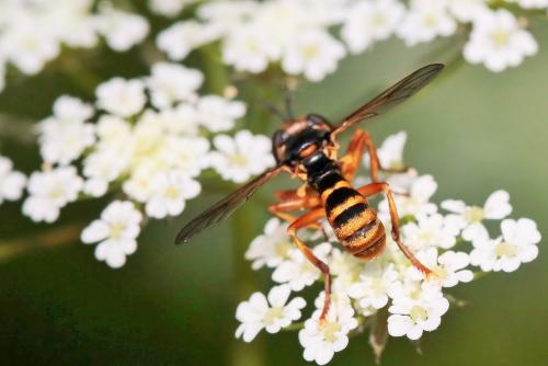 Réf. 284 765 : Conops vesicularis